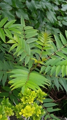 Zanthoxylum ailanthoides
