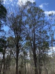 Allocasuarina luehmannii