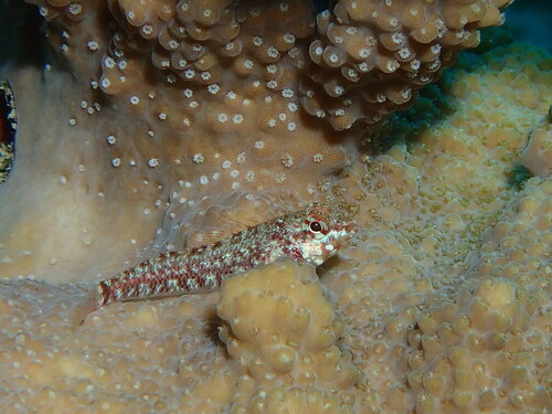 Lord Howe triplefin (Enneapterygius howensis) — Tripterygiidae