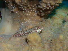 Enneapterygius howensis