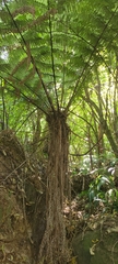Cyathea smithii