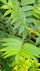 Zanthoxylum ailanthoides