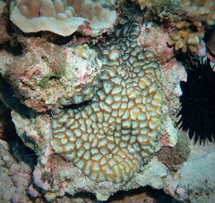 Paragoniastrea deformis