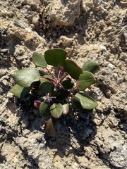 Eriogonum gypsophilum