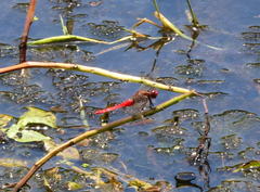 Rhodothemis lieftincki