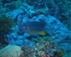 Plectroglyphidodon gascoynei