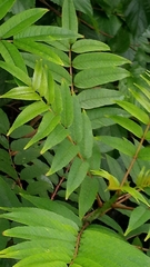 Zanthoxylum ailanthoides