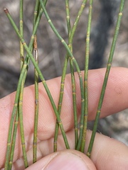 Allocasuarina luehmannii