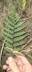 Cyathea smithii