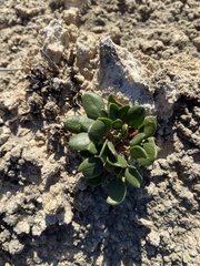 Eriogonum gypsophilum