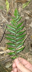 Cyathea smithii