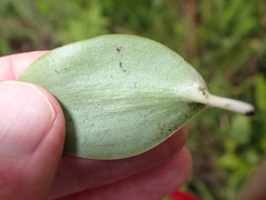 Ledebouria sandersonii