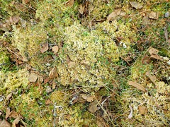 Sphagnum palustre