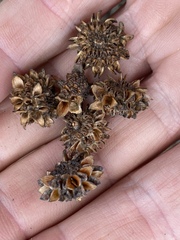 Allocasuarina luehmannii