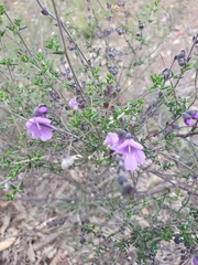 Prostanthera
