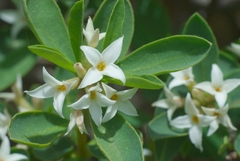 Daphne alpina