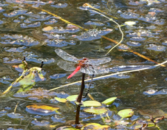 Rhodothemis lieftincki