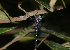 Austroaeschna eungella