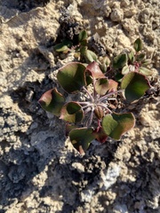 Eriogonum gypsophilum