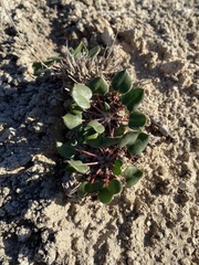 Eriogonum gypsophilum
