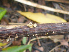 Leotiomycetes