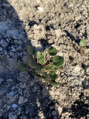 Eriogonum gypsophilum