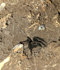 Uliodon