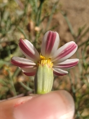 Nicolletia trifida