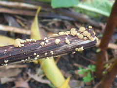Leotiomycetes