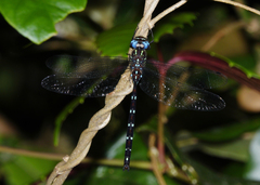 Austroaeschna eungella