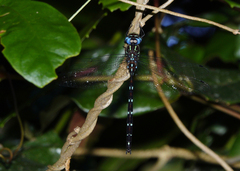 Austroaeschna eungella