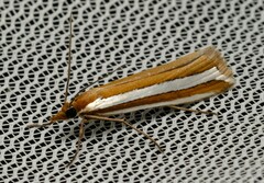 Corynophora lativittalis