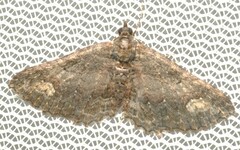 Eucymatoge scotodes