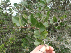 Gymnosporia nemorosa