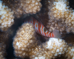 Amblycirrhitus bimacula