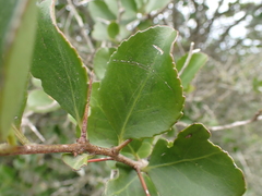 Gymnosporia nemorosa