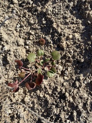 Eriogonum gypsophilum
