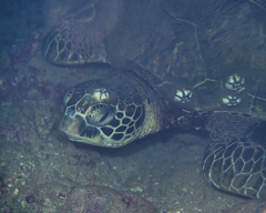 Chelonibia testudinaria