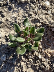 Eriogonum gypsophilum