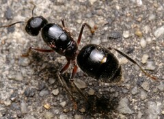Camponotus intrepidus