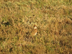 Calandrella cinerea