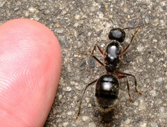 Camponotus intrepidus