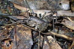 Macropathinae