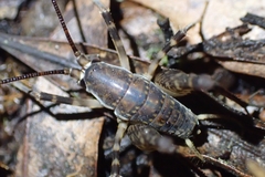 Macropathinae