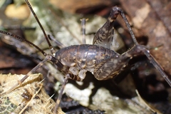 Macropathinae