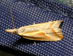 Arotrophora arcuatalis