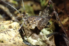 Macropathinae
