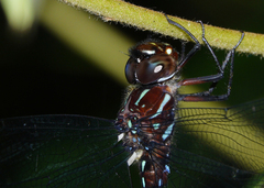 Austroaeschna eungella