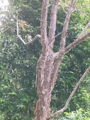 Todiramphus macleayii