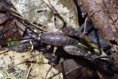 Macropathinae